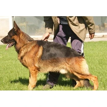 江西贛州哪里賣德牧防疫