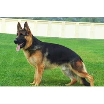 江西贛州哪里賣德牧防疫