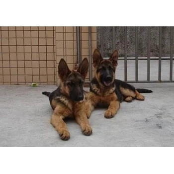 江西贛州哪里賣德牧防疫