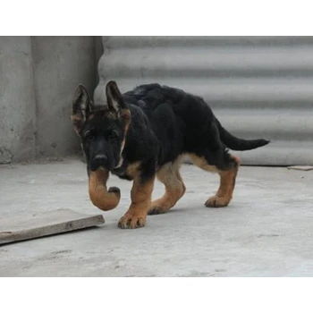 江西贛州哪里賣德牧防疫