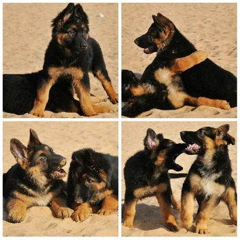 河北保定德牧養(yǎng)殖場(chǎng)全國可發(fā)