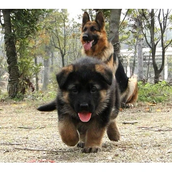 山東臨沂哪里賣(mài)德牧公母都有