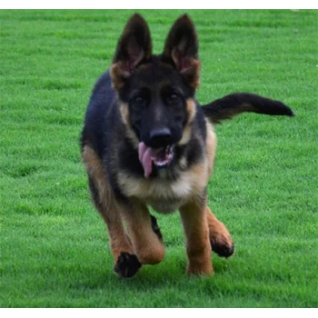 山東萊蕪德牧養(yǎng)殖基地全國可發(fā)