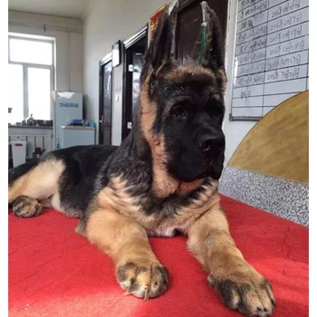 山東臨沂哪里賣(mài)德牧公母都有