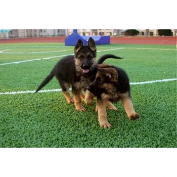 山東臨沂哪里賣(mài)德牧公母都有