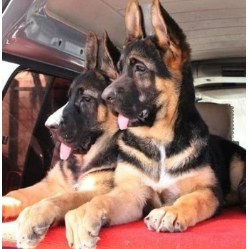 山東臨沂哪里賣(mài)德牧公母都有