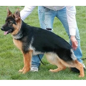 湖北襄樊哪里賣德牧兩百起