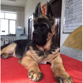 廣東河源德牧養(yǎng)殖基地公母都有