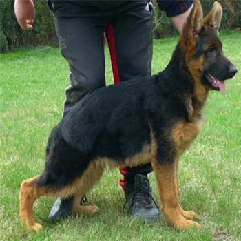 天津哪里賣德牧公母都有