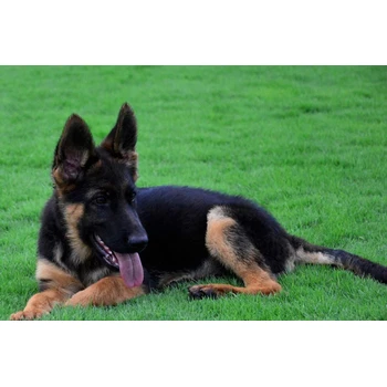 天津哪里賣德牧公母都有