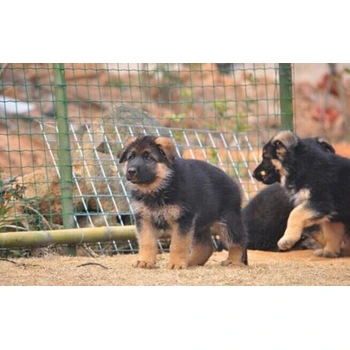 天津哪里賣德牧公母都有