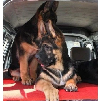 天津哪里賣德牧公母都有