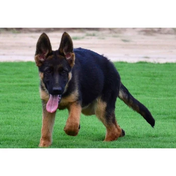 天津哪里賣德牧公母都有