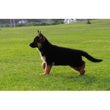 天津哪里賣德牧公母都有