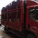 香河到贛州貨運(yùn)公司-每天2班整車