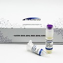 擬桿菌屬百歐博偉生物Paenibacillussp.