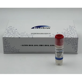 Bio-32875百歐博偉生物PleurotusSp.白鮑魚菇