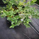 遼寧阜新葡萄園1.2米寬透水防草布