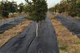 太原100克防草布蓋草布除草布,啥材質(zhì)好