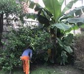 廈門海滄綠化養(yǎng)護苗木種植樹木移植草坪修剪