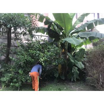 廈門海滄綠化養(yǎng)護苗木種植樹木移植草坪修剪