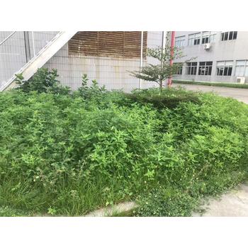 廈門市同安區(qū)哪有修剪喬灌木和馬尼垃草坪的