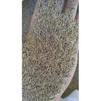 廣東撒播草籽花籽、汕頭撒播草籽花籽