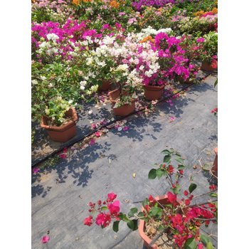 pe防草布,農(nóng)用防草布除草布,遮草布來