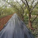 防草布價(jià)位多少錢,pe防草布價(jià)位,農(nóng)用除草地布,蓋草布2025新價(jià)