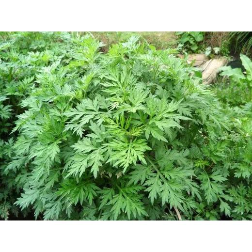 艾草種子種植方法
