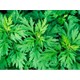 艾草
