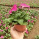 矮牽牛