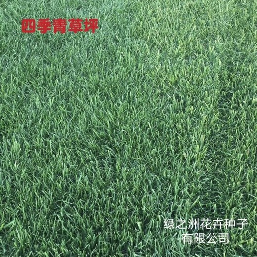 四季青草坪草籽的配置