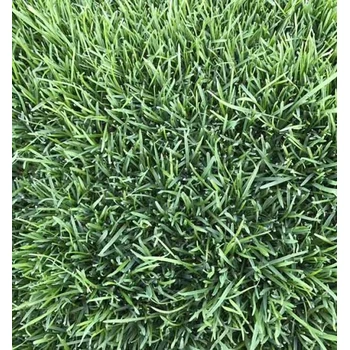 矮生草坪狗牙根草籽大量批發(fā)我們發(fā)芽率