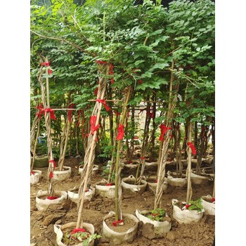 黃柏種子批發(fā)供應(yīng)及種植環(huán)境