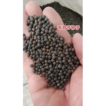 秋種綠肥草籽品種選擇的依據(jù)