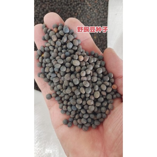 產(chǎn)量高的箭舌豌豆綠肥我處發(fā)貨