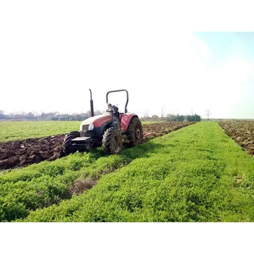 箭筈豌豆種子我批發(fā)