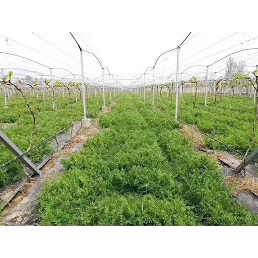 綠肥種子品種多我了解