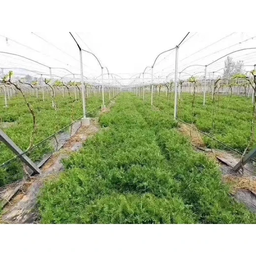 高產(chǎn)大麥種子我了解批發(fā)