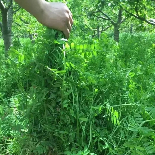光葉紫花苕子種子時間和花期