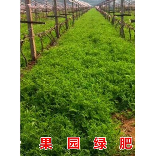 秋種綠肥種子苕子種子全網(wǎng)批發(fā)