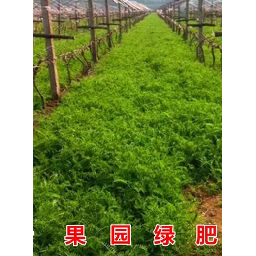 西引二號(hào)大麥種子我處發(fā)貨純凈度98