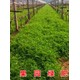 野豌豆果園種植2