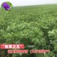 紫花苜蓿大面積