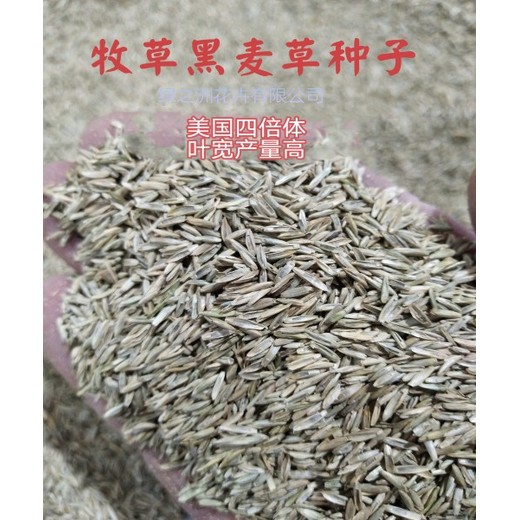 一年生黑麥草和多年生黑麥草的區(qū)別