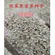 黑麥草種子四倍體拿手自拍