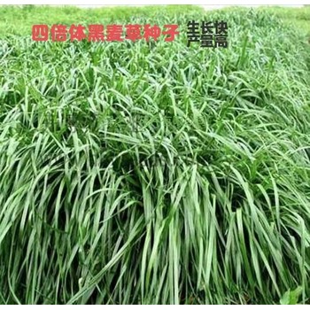 黑麥草種子批發(fā)各種黑麥草種子品種