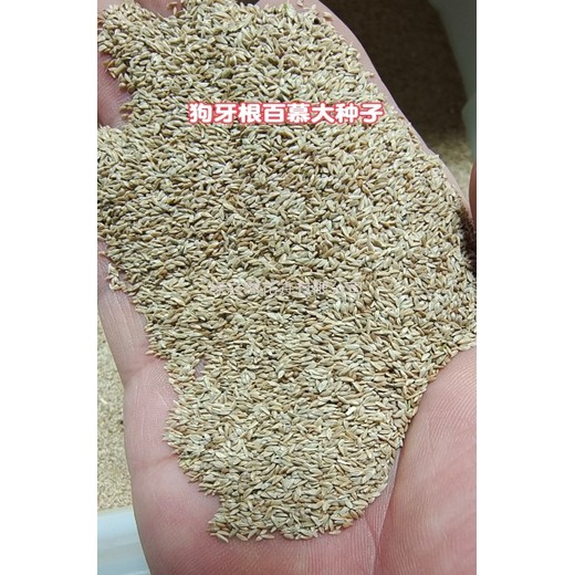 矮生的草坪草籽四季青草坪種子批發(fā)