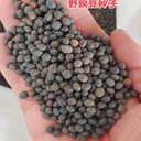 野豌豆種子種植時(shí)間和用量